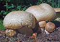 Agaricus augustus